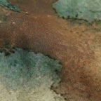 LANDSCAPE PRINTED OPEN COLLAR SHIRT #YELLOW [YK25SS0933SH]